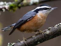 Red-breasted Nuthatch